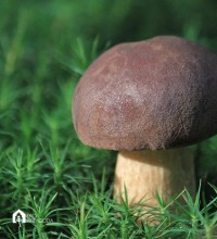 mushroom-246959_640